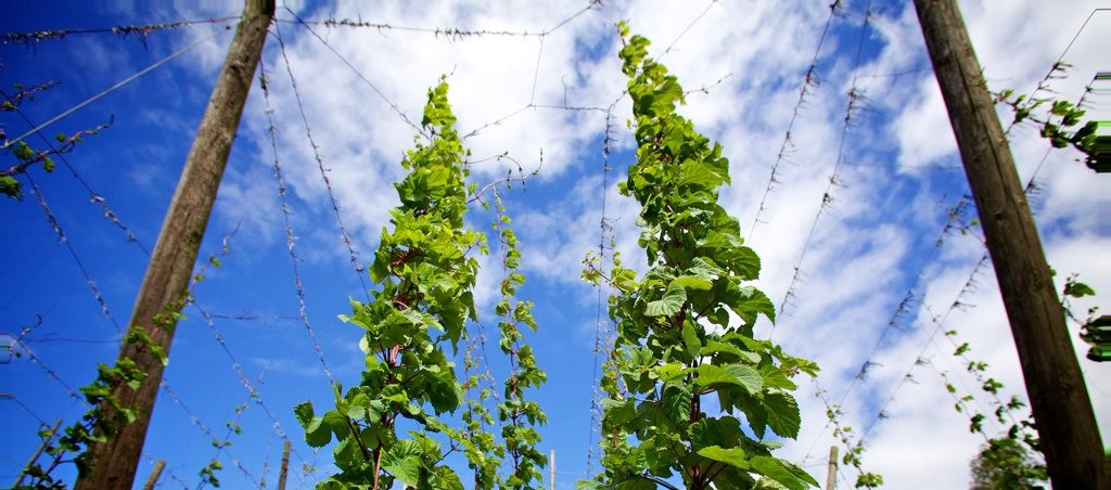 Uitstap OKRA Bredene naar Poperinge